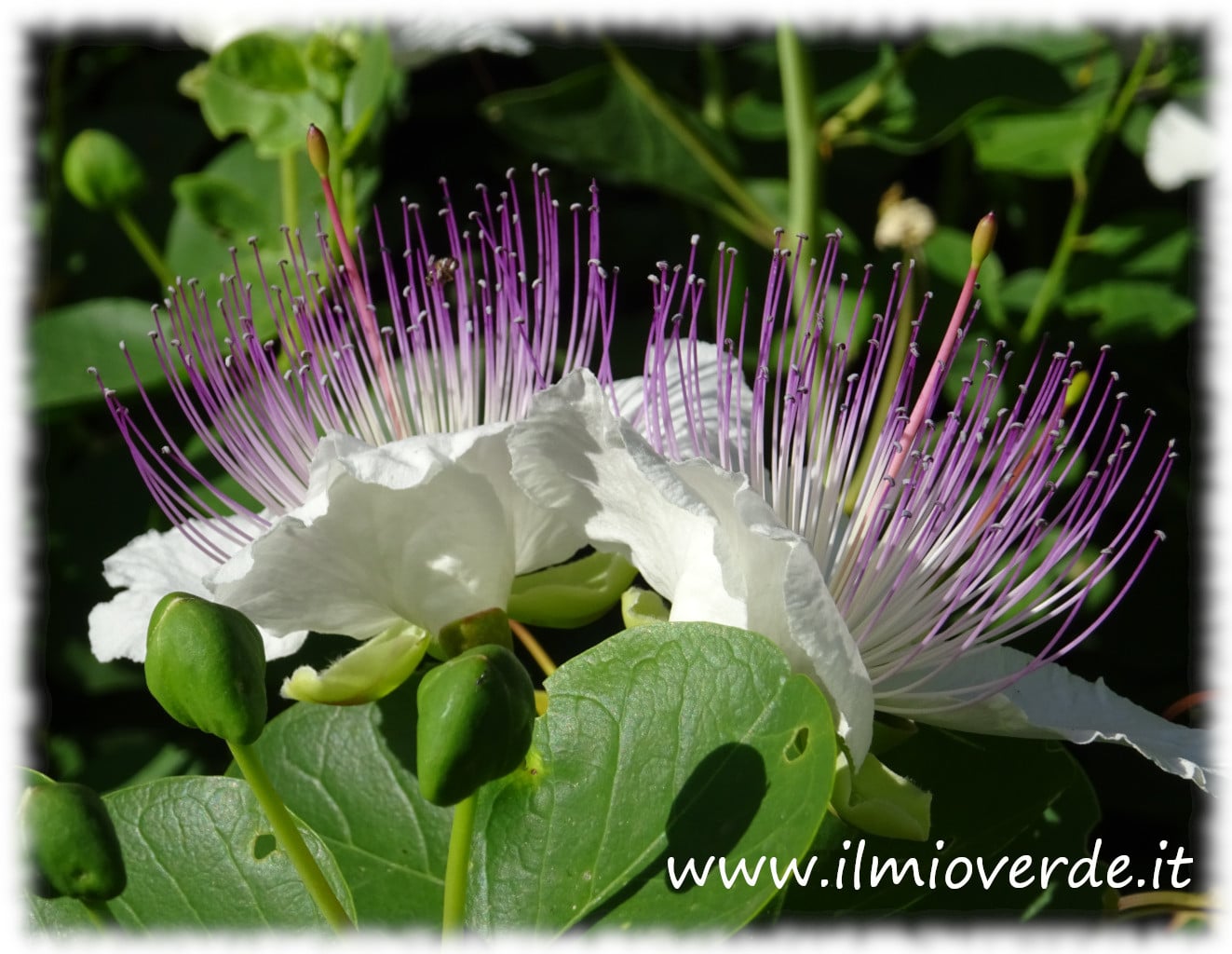 Fiori di Capparis spinosa in primo piano, con petali bianchi e stami lunghi, tipici della pianta del cappero.