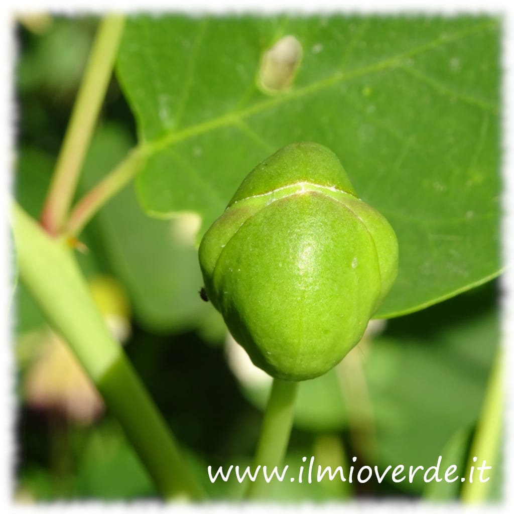 Bocciolo di Capparis spinosa, pronto per essere raccolto e utilizzato in cucina.
