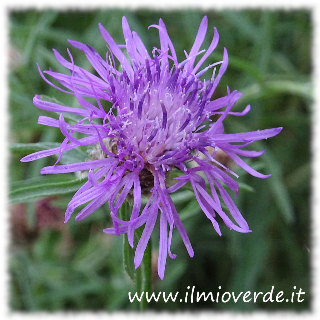 Fiore di Centaurea jacea, con petali viola e capolino globoso, in primo piano.