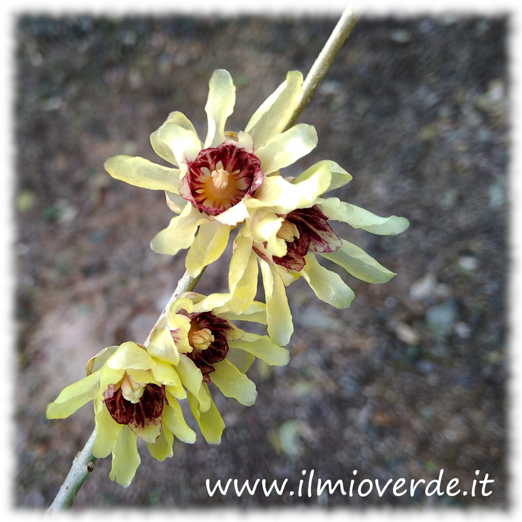 Fiori gialli cerosi di Chimonanthus praecox su rami spogli in inverno.