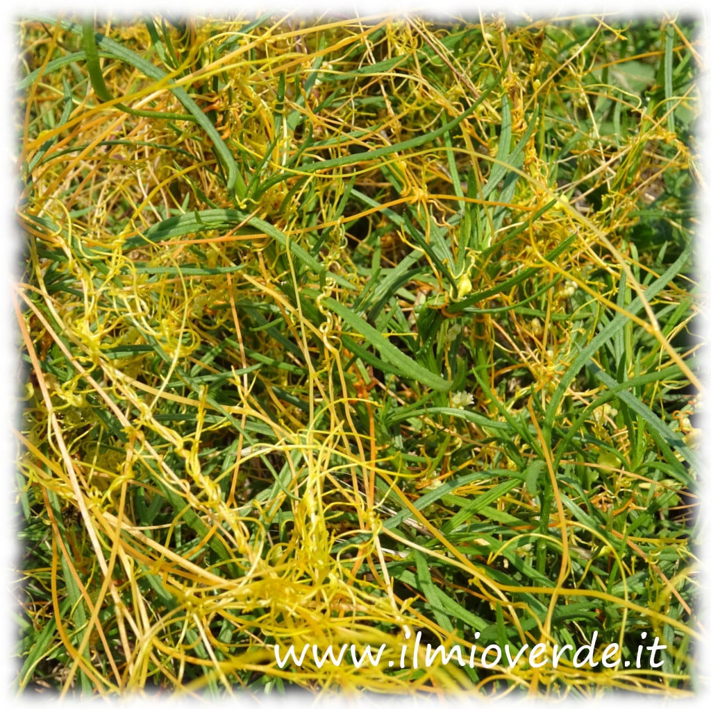 图片展示了一株菟丝子（Cuscuta spp.），这是一种寄生植物，它缠绕在寄主植物上，从中获取养分。
