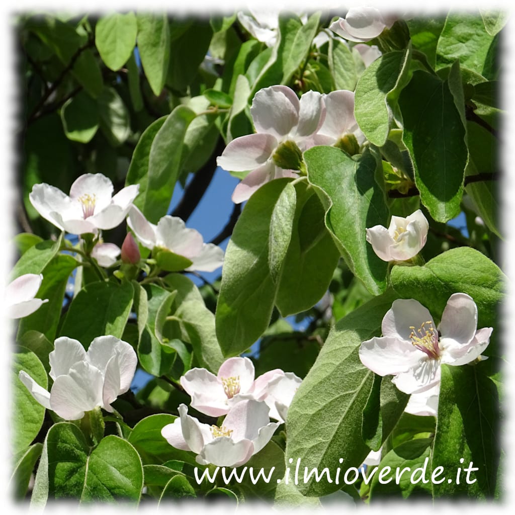 Fiori di Cydonia vulgaris, il melo cotogno, in piena fioritura. I fiori sono di colore bianco-rosato e hanno una forma a coppa.