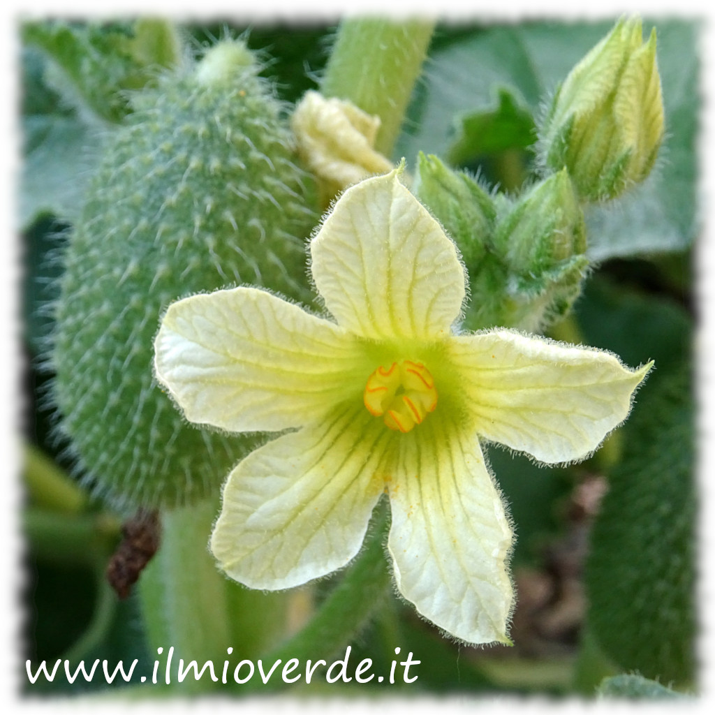 Fiore di Ecballium elaterium con frutto in formazione, pronto a diventare melone esplosivo.