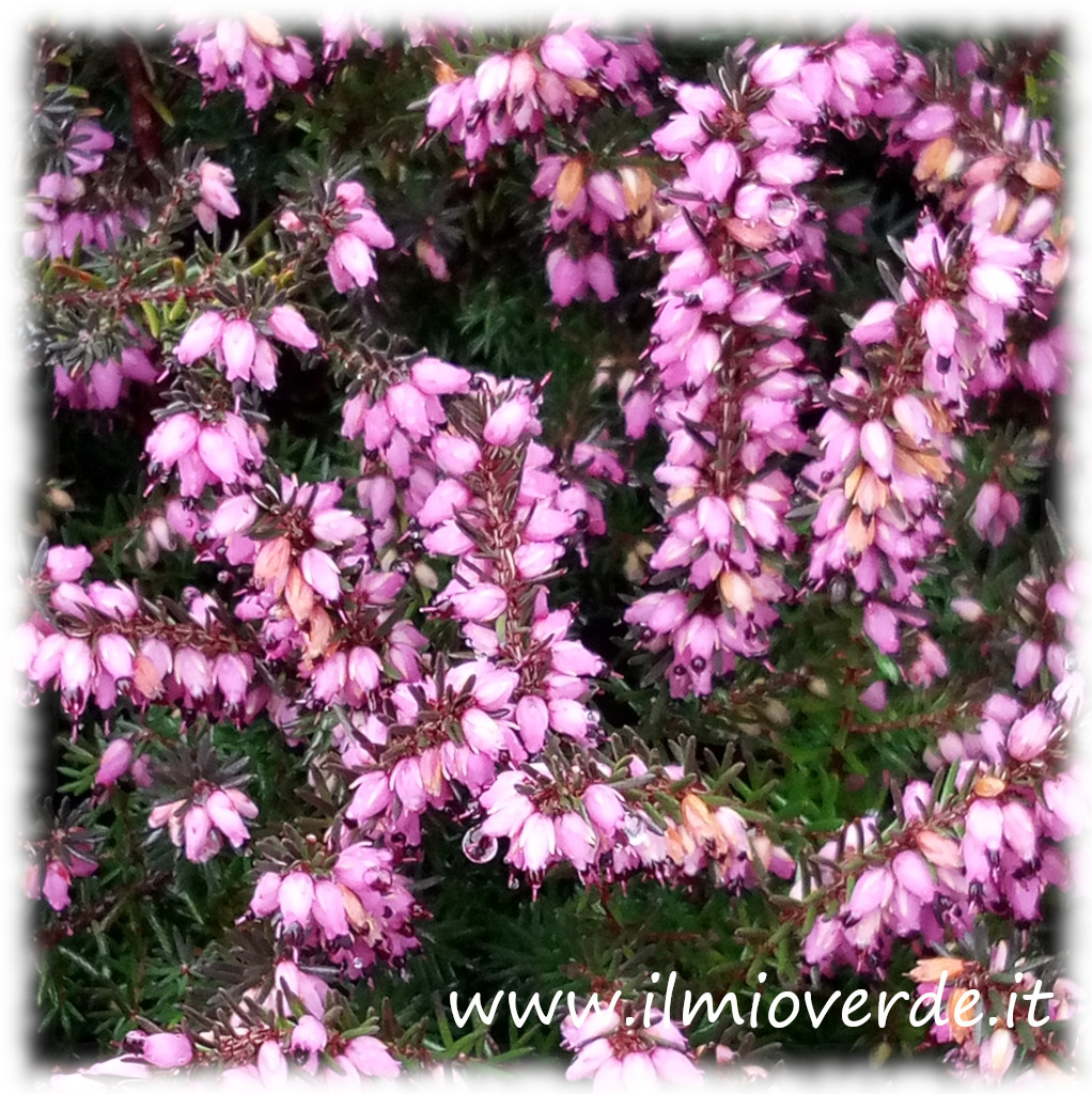 粉色欧石楠（Erica carnea）特写，小巧的钟形花朵聚集在纤细的绿色枝条上。