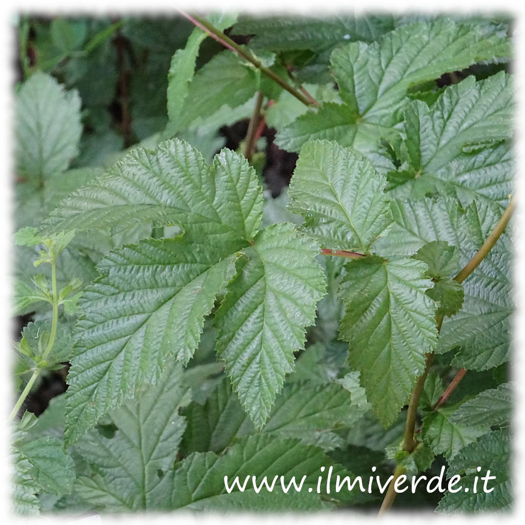 Foglie verdi e composte della Filipendula ulmaria.