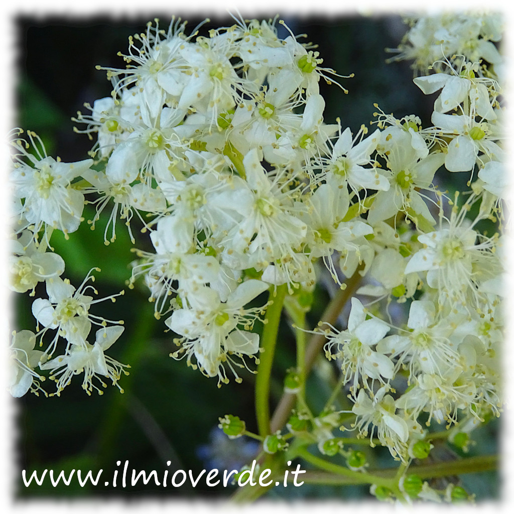 Fiori bianchi della Filipendula ulmaria in primo piano.
