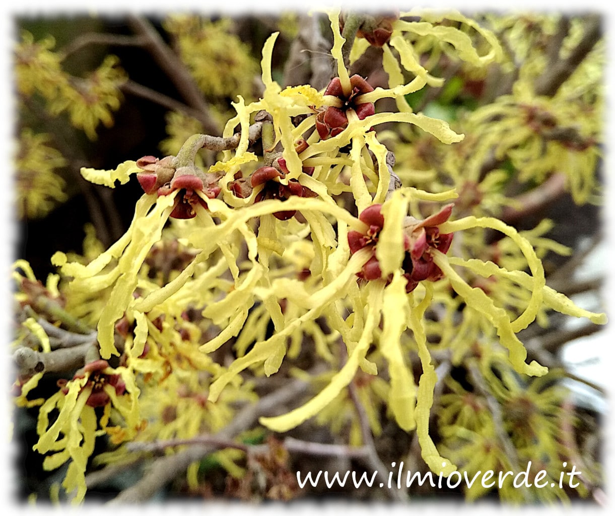Hamamelis x intermedia 'Arnold Promise' 的花朵，一种拥有鲜艳黄色花朵的Hamamelis品种，正值盛开期。