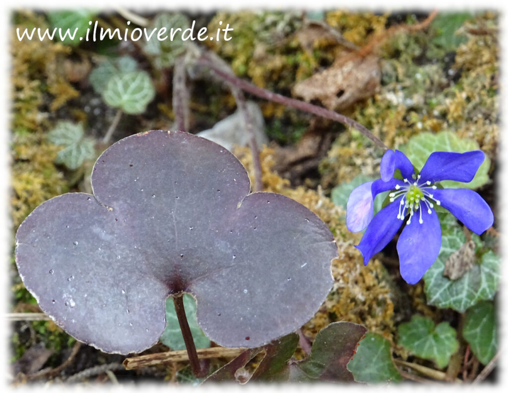 Foglia tripartita di Hepatica nobilis, pianta perenne dai fiori primaverili