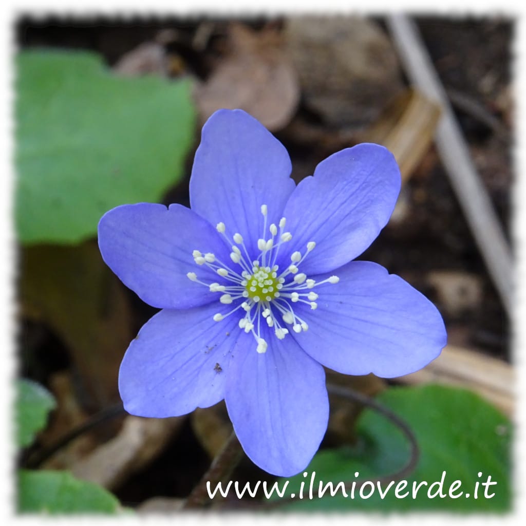 Hepatica nobilis 的紫色花朵，适合阴凉花园的多年生植物
