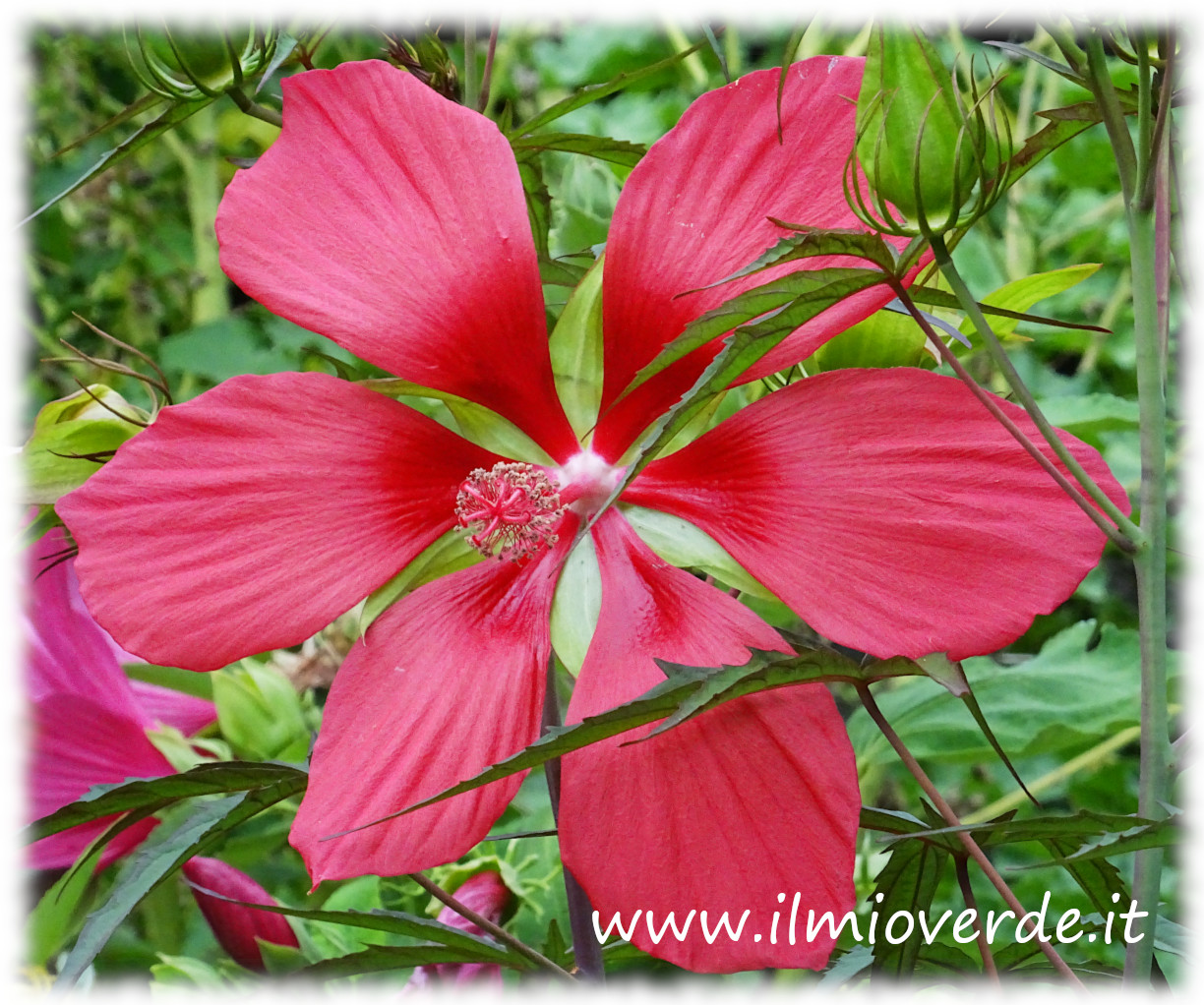 Bright red flower of Hibiscus coccineus, also known as the red hibiscus, in close-up.