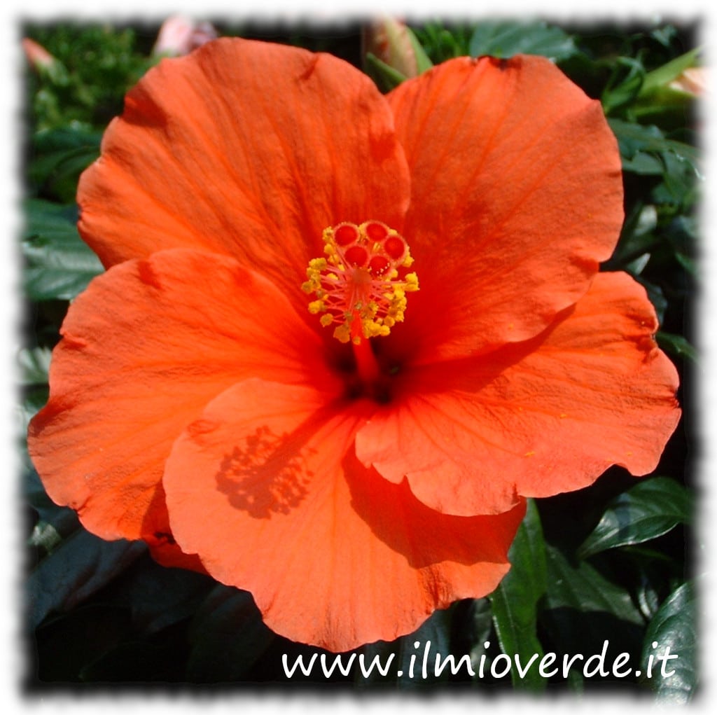 Fiore di Hibiscus rosa-sinensis rosso in primo piano con petali vellutati e pistillo prominente.