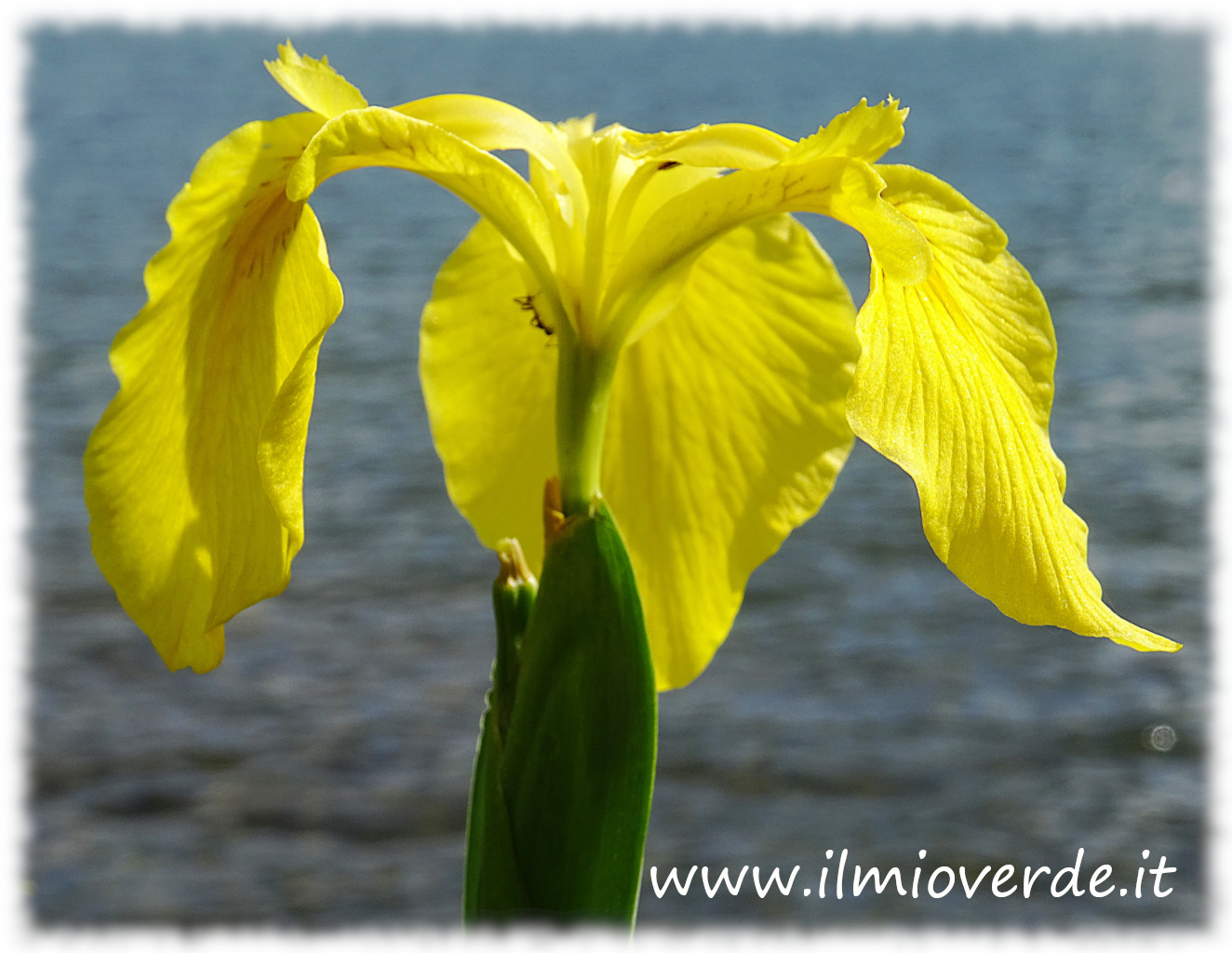 Fiore giallo di Iris pseudacorus in primo piano con dettagli ben visibili dei petali.