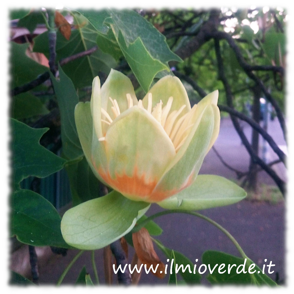 Fiore di Liriodendron tulipifera, simile a un tulipano, con petali giallo-verdi e sfumature arancioni.