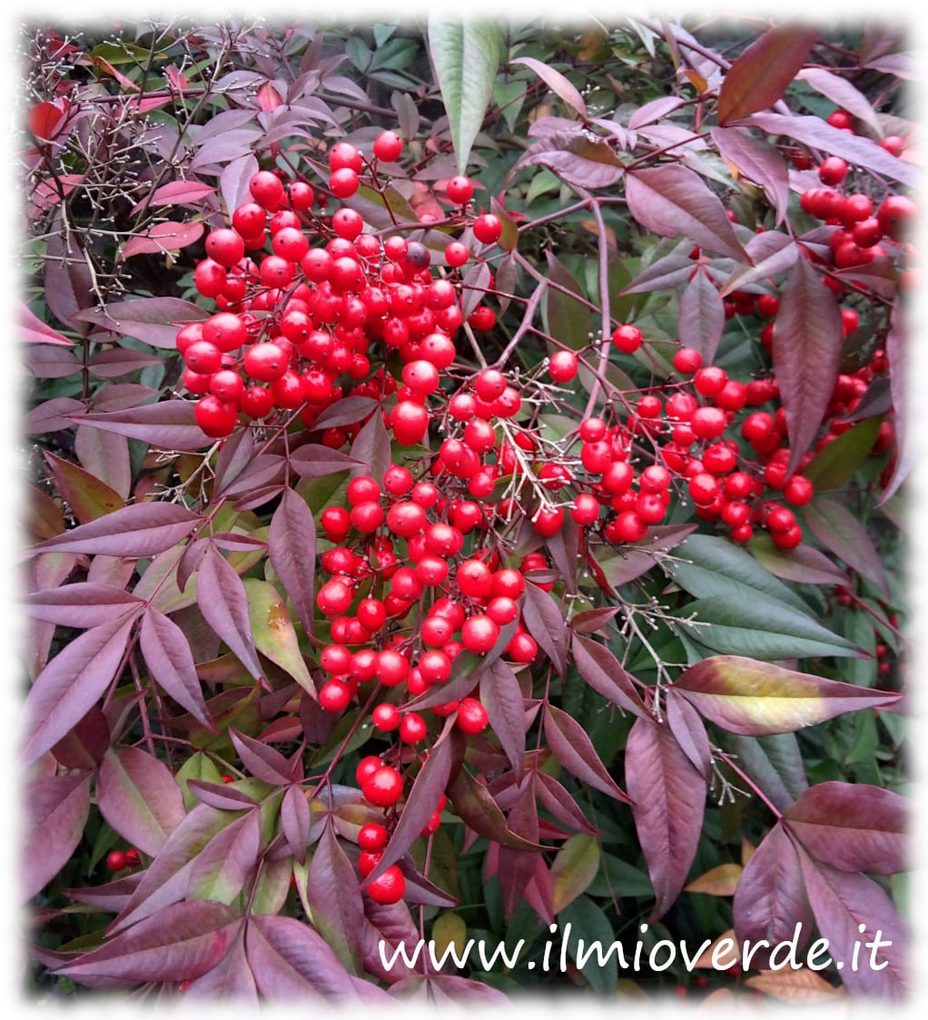 Bacche rosse della Nandina domestica, una pianta ornamentale sempreverde.