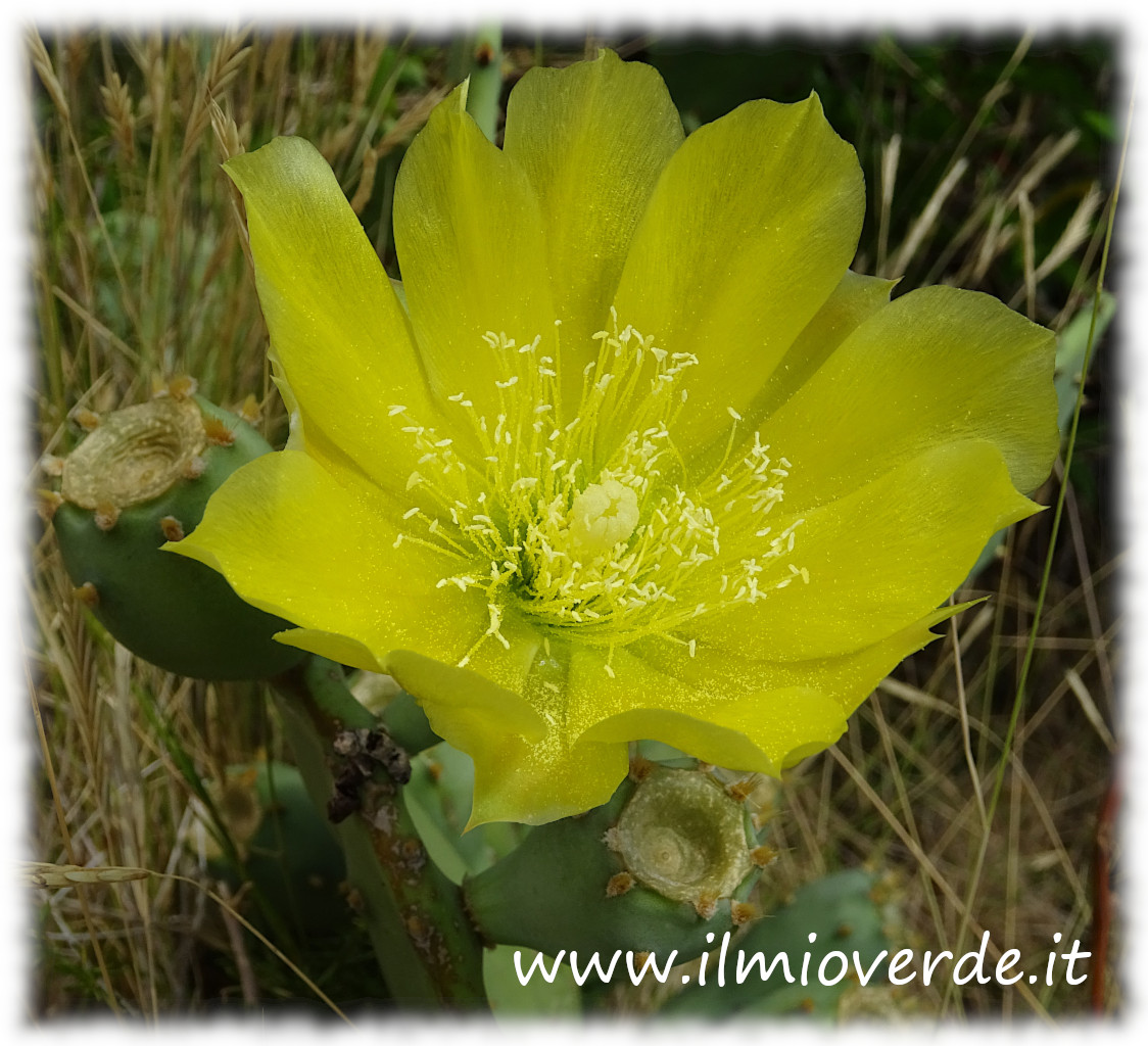 Fiore giallo dell'Opuntia ficus-indica in primo piano, pianta succulenta che produce frutti commestibili chiamati fichi d'India.