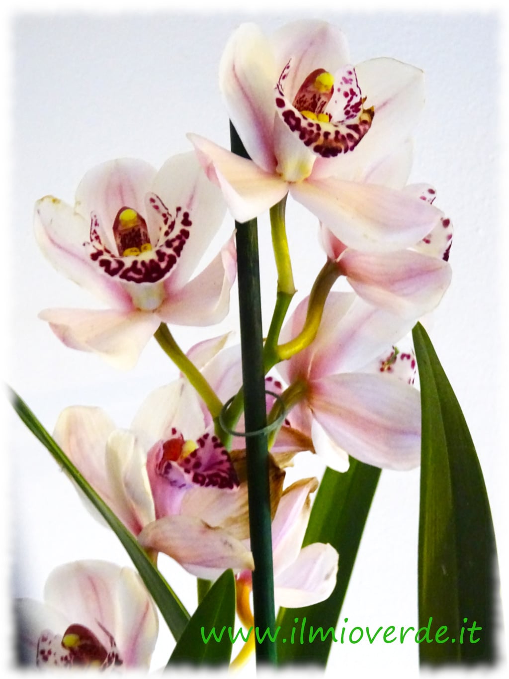 Immagine di un fiore di orchidea