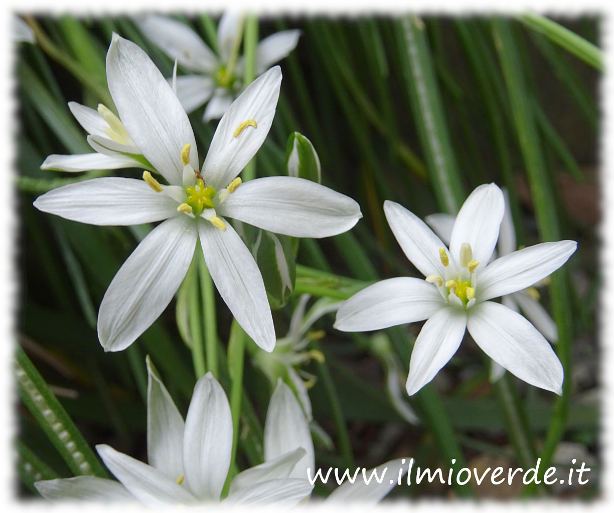Fiori bianchi a forma di stella di Ornithogalum umbellatum (stella di Betlemme) in piena fioritura.