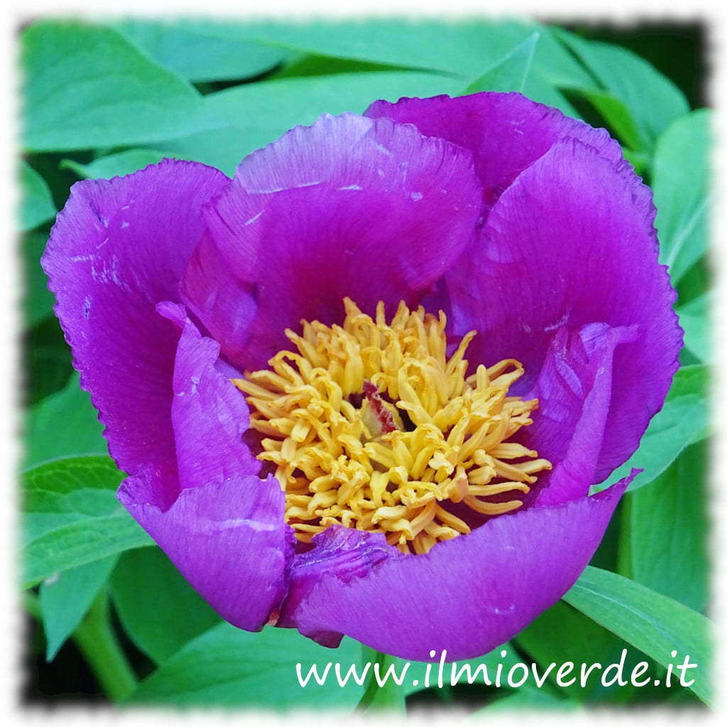 Fiore violaceo di Paeonia officinalis, visto da vicino