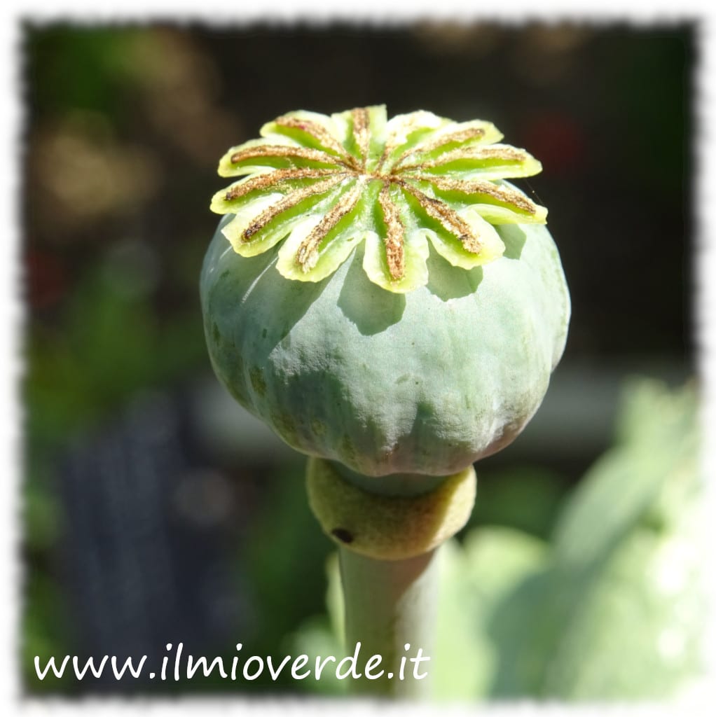 Capsule of Papaver somniferum, an ornamental plant with an interesting and decorative structure.