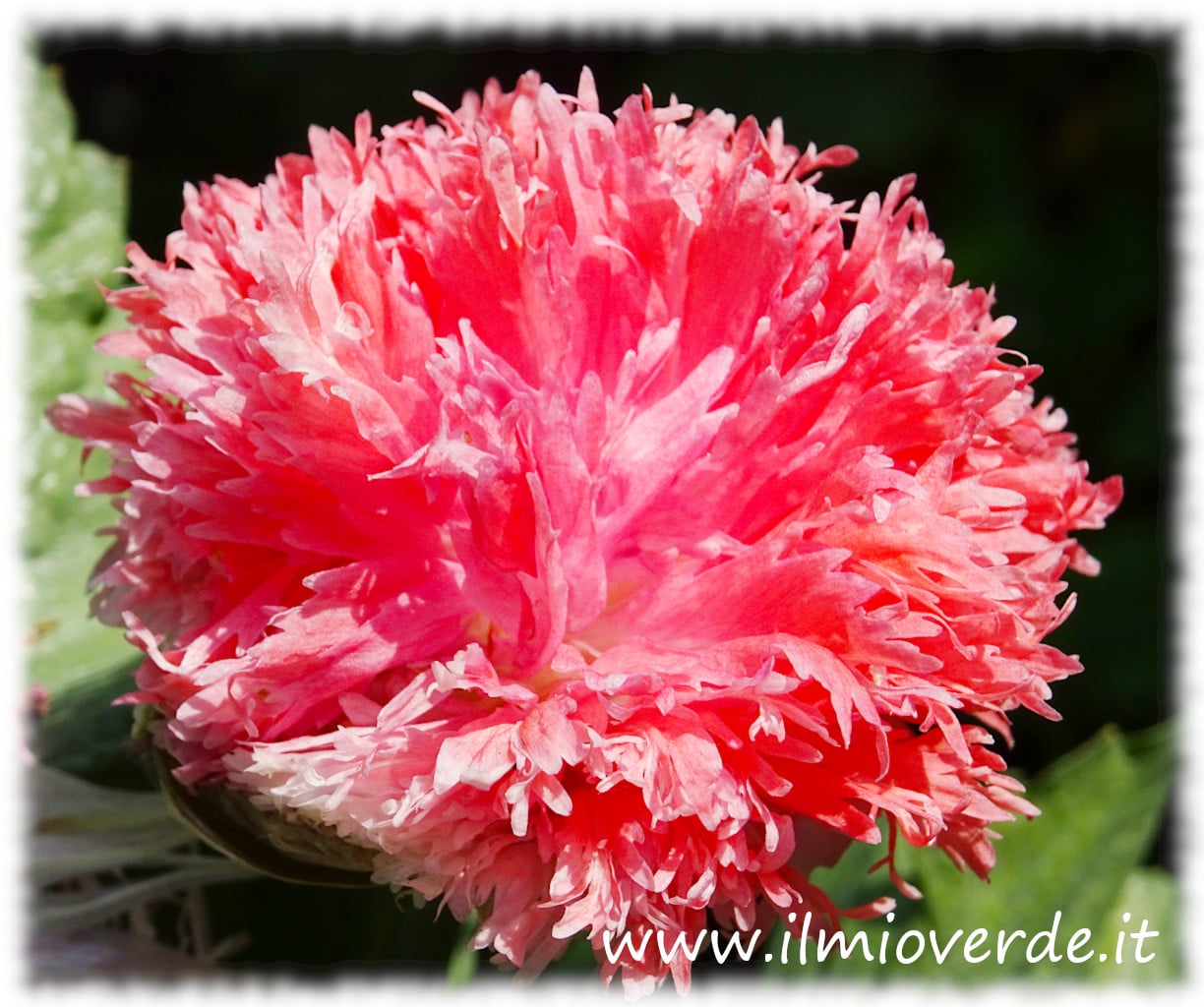 A Papaver somniferum with a full pink flower, an ornamental variety with vivid colors, ideal for gardens and borders.