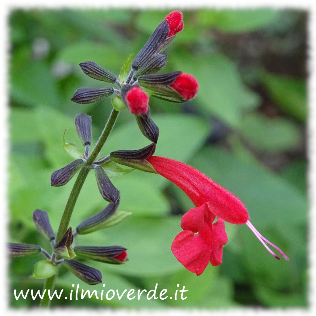 Fiori rossi vivaci di Salvia coccinea in piena fioritura.
