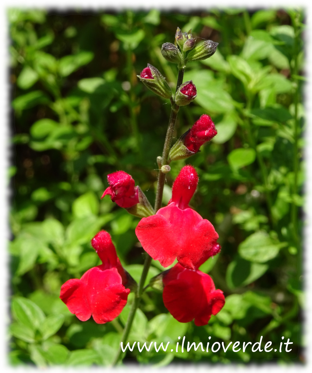 Fiore rosso di Salvia microphylla in primo piano con foglie verdi sullo sfondo.