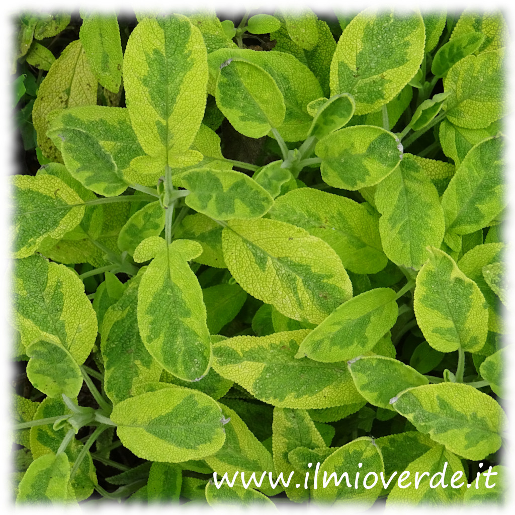 Foglie di Salvia variegata con bordi gialli e venature verdi.