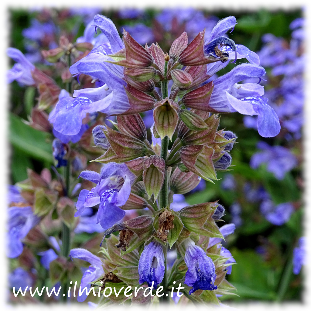 Fiori di Salvia officinalis in primo piano, con corolla viola.