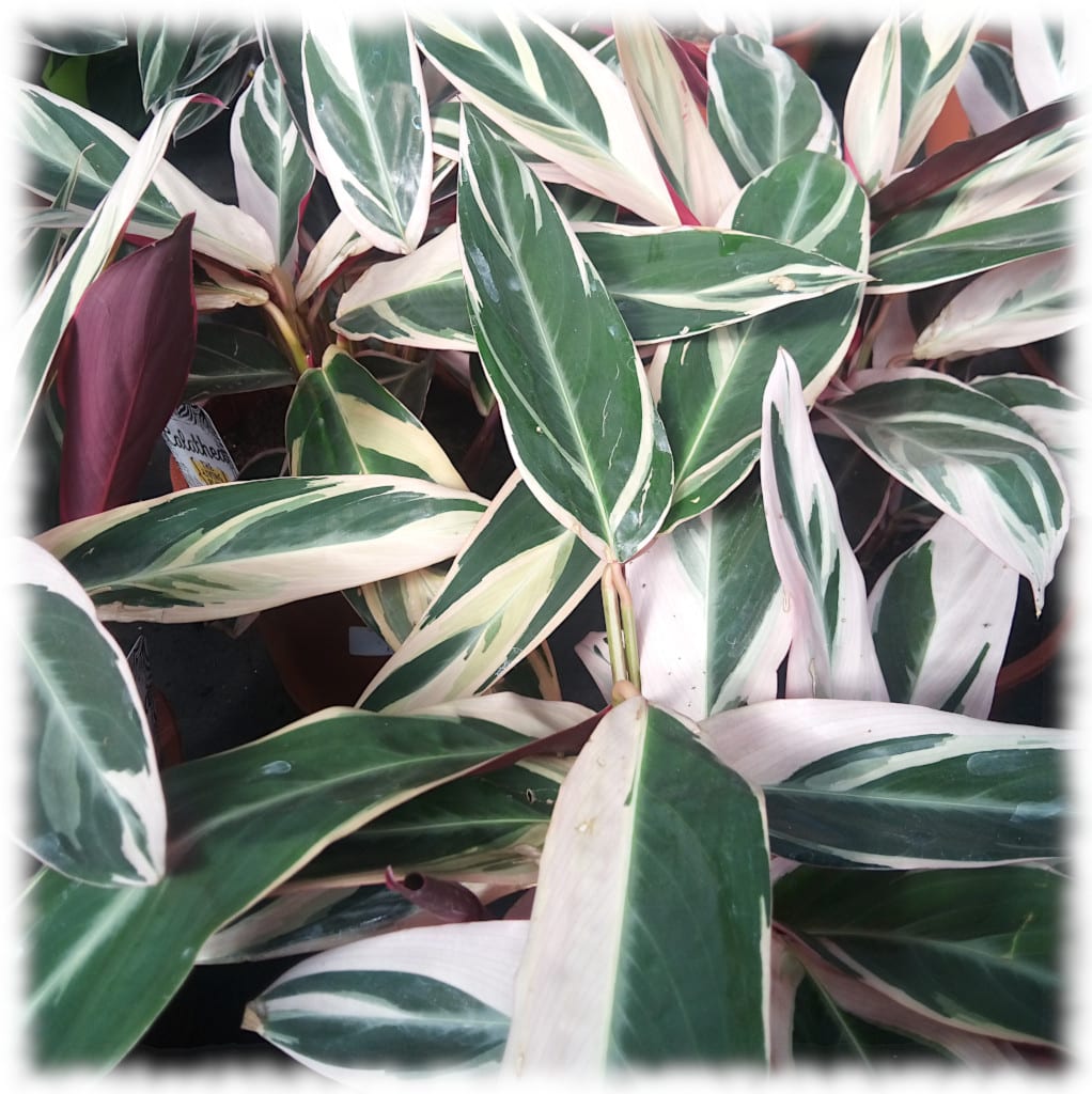 Foglie variegate della Stromanthe sanguinea 'Triostar', con sfumature di verde, bianco.