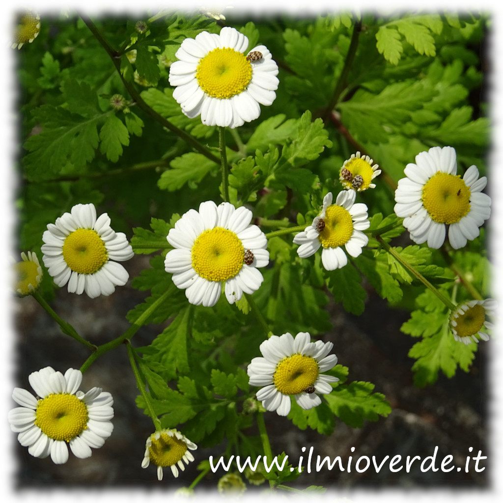 Fiore di Tanacetum parthenium in primo piano, con petali bianchi e centro giallo, circondato da foglie verdi frastagliate.