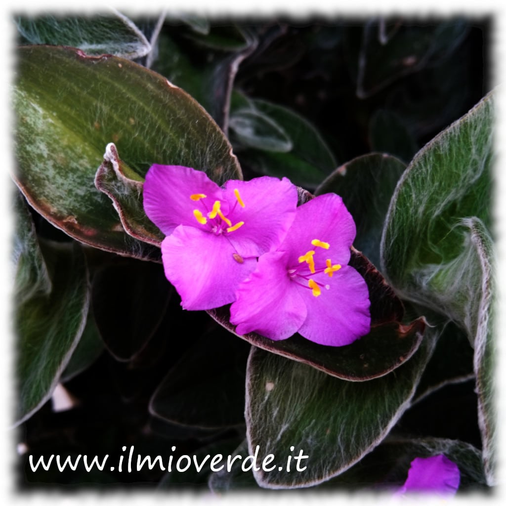Delicate flowers of Tradescantia sillamontana, with pale pink petals and yellow stamens.