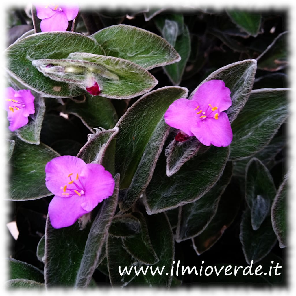 Pianta di Tradescantia, un esempio della bellezza di questa perenne.