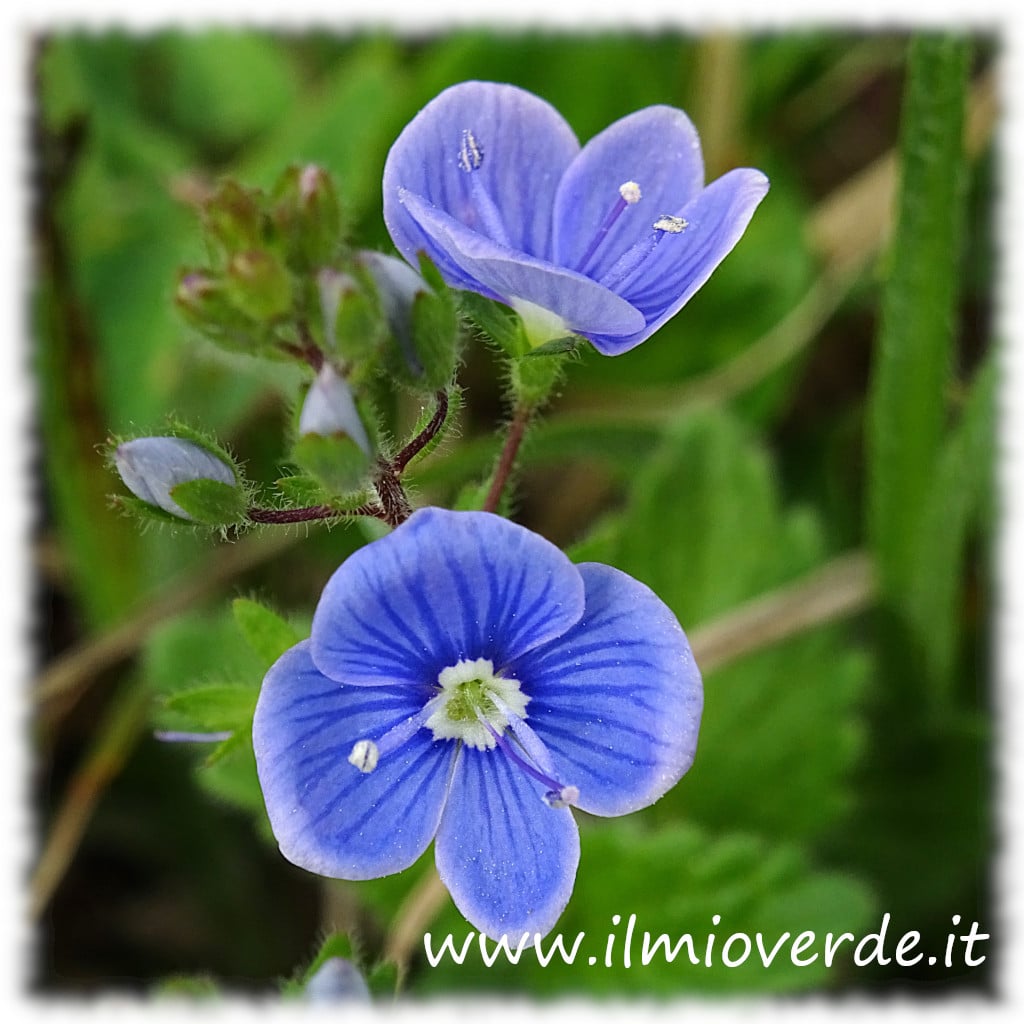 Flowers of Veronica persica, a perennial plant with blue flowers.