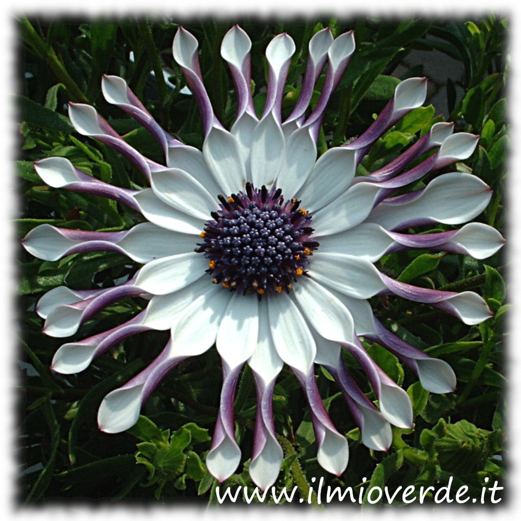 Fiore con petali arricciati, dal colore intenso e contrastato, tipico della Osteospermum (Dimorphoteca).