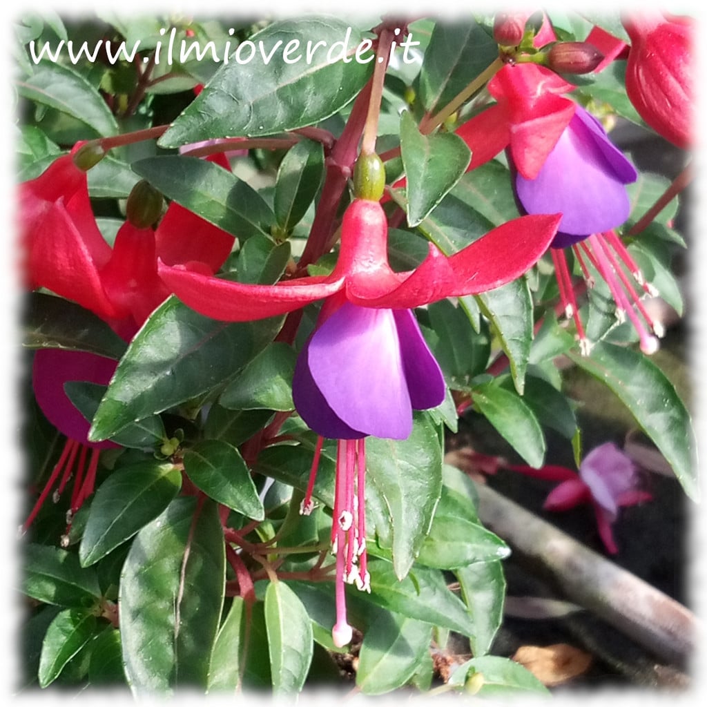 Fiore di Fucsia in primo piano, con petali penduli di colore rosa e viola, tipici della pianta ornamentale.