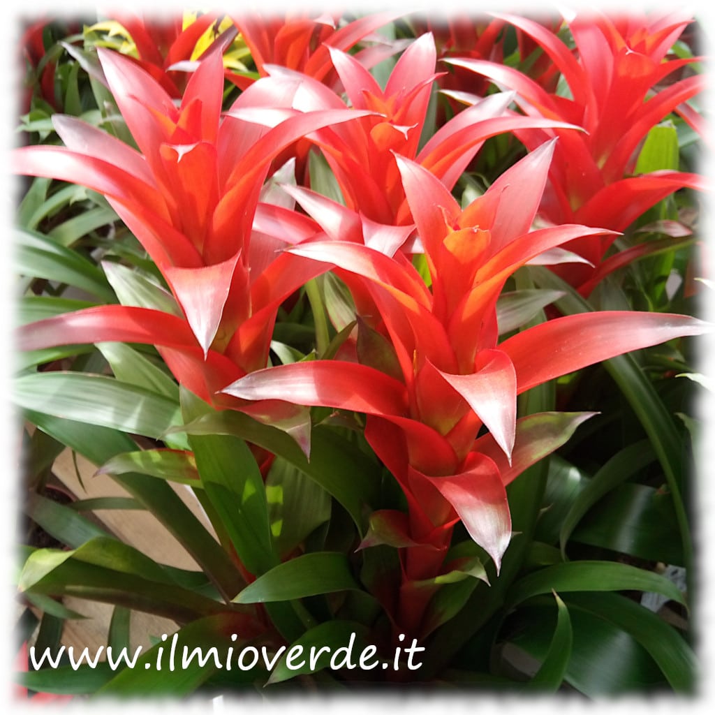 Primo piano di Guzmanie rosse in fiore, con foglie verdi lucide e brattee vivaci.