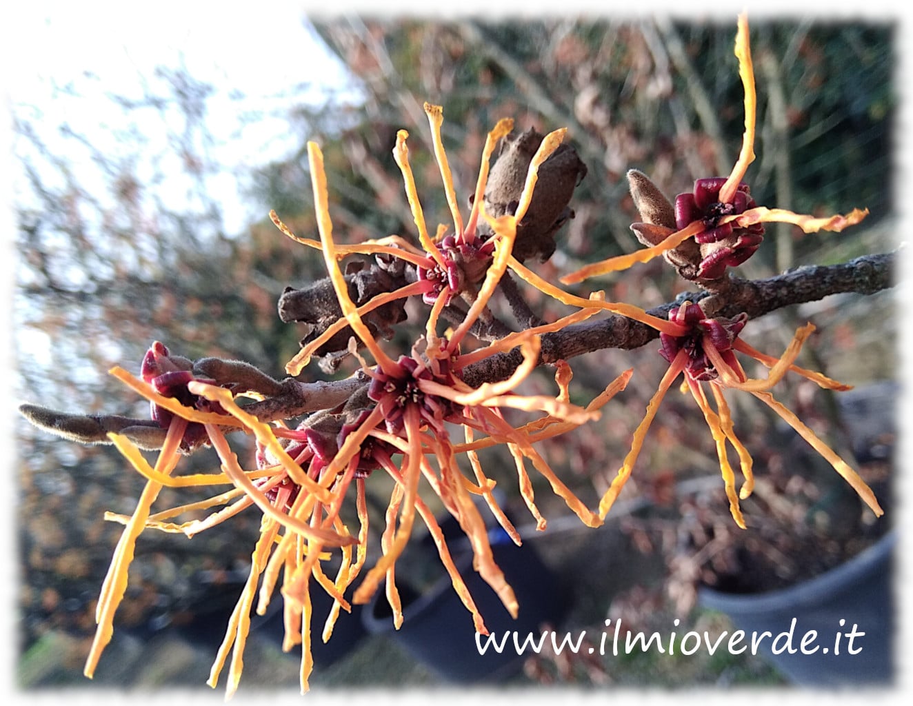 Fiore di Hamamelis × intermedia 'Aphrodite', con petali nastriformi arancione-rossi, in piena fioritura in inverno.
