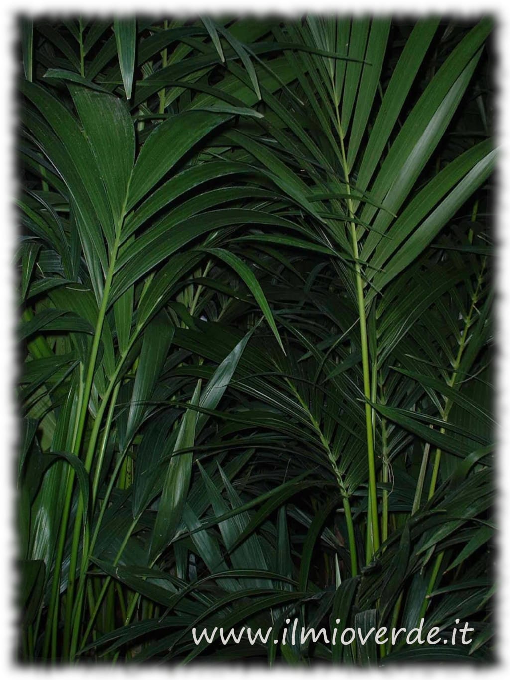 Dettaglio delle foglie verdi lucide della Kentia, pianta da interno elegante e resistente.