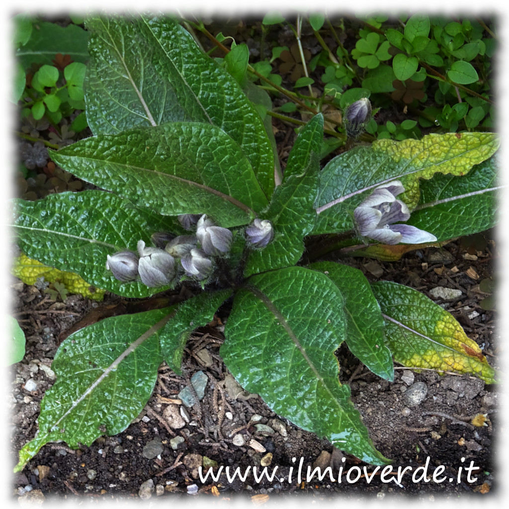 Foto della Mandragola autumnalis, una pianta perenne che fiorisce in autunno, con radici ramificate e foglie larghe.