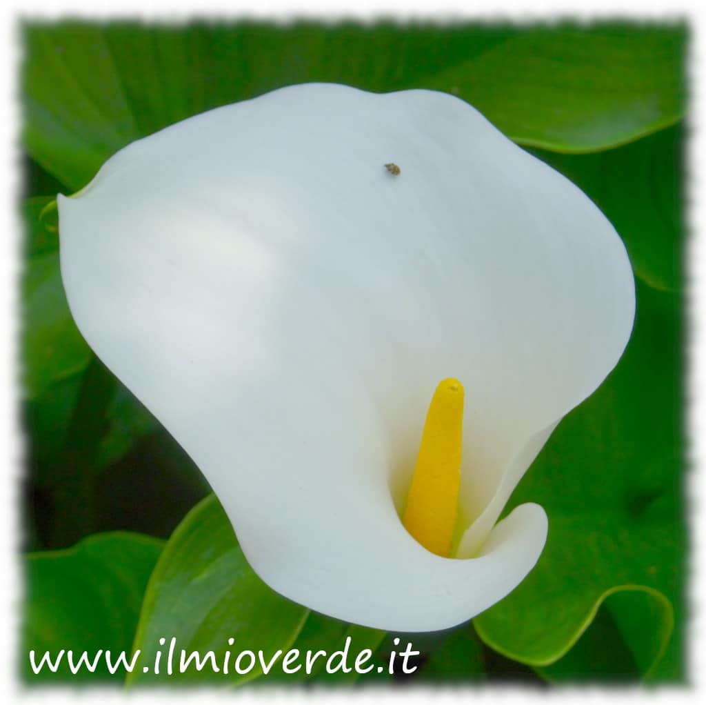 Fiore bianco di Zantedeschia, con una brattea elegante che avvolge lo spadice centrale.