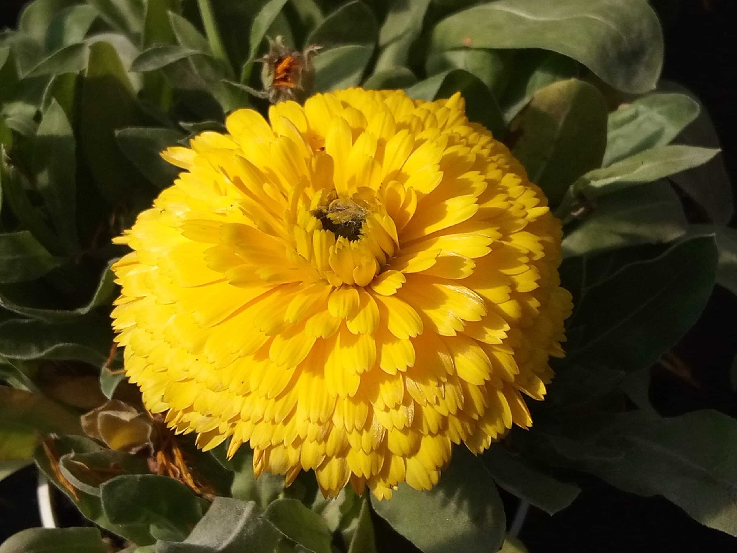 Fiore di Calendula a fiore doppio in primo piano, con petali densi e sovrapposti di colore giallo intenso.