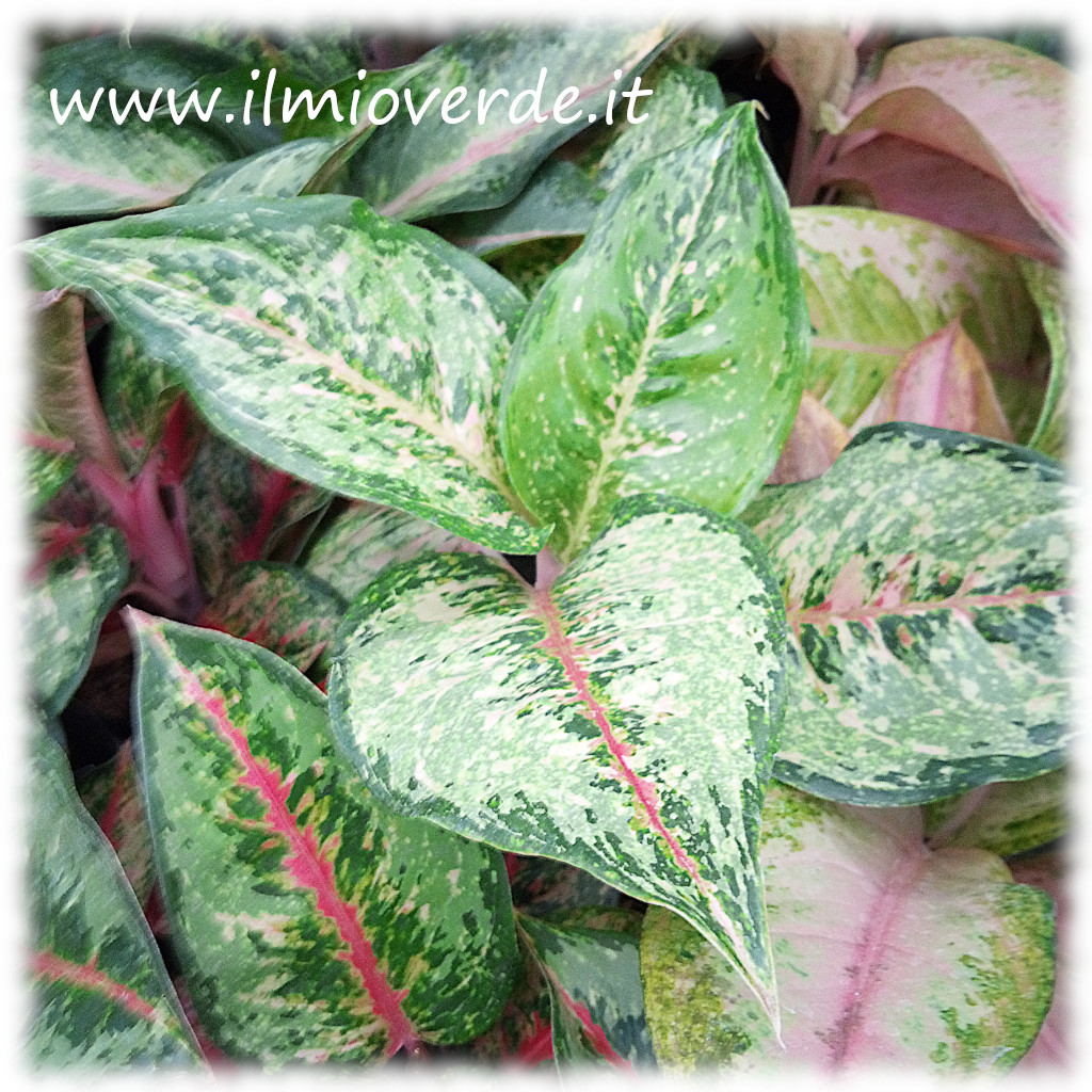 Foglie decorative dell'Aglaonema 'Paradise Red', caratterizzate da venature rosso-rosate su un verde intenso, perfette per ambienti d'appartamento.