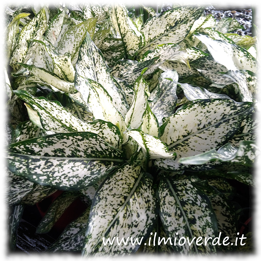 Foglie variegate di Aglaonema, con margini verdi e centro screziato.