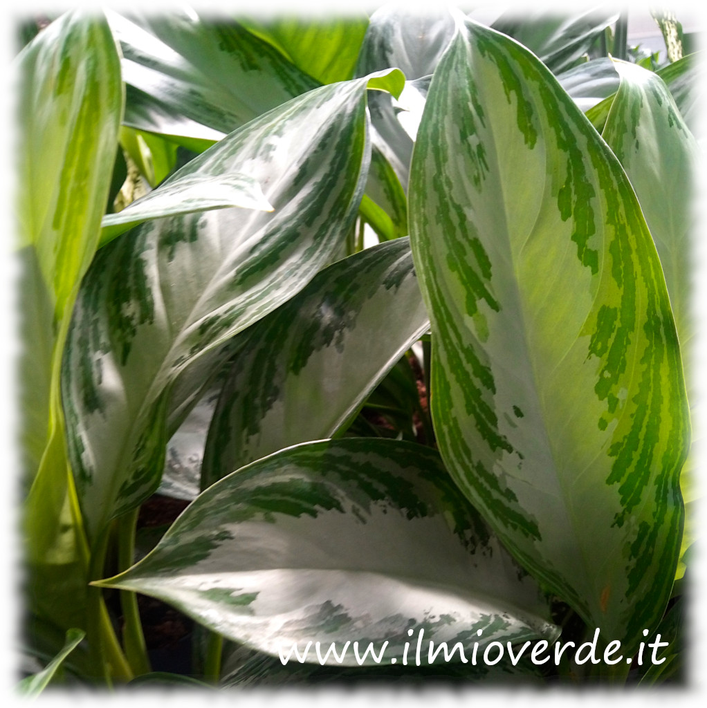 Foglie variegate di Aglaonema 'Silver Bay' con margini verdi e centro argentato.
