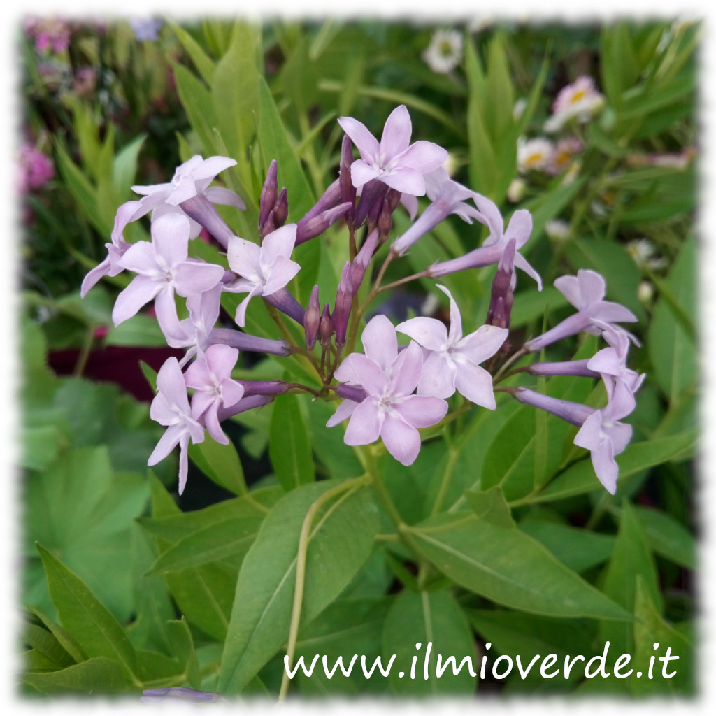 Infiorescenza di Amsonia con fiori blu azzurri delicati, tipici della pianta, in piena fioritura.