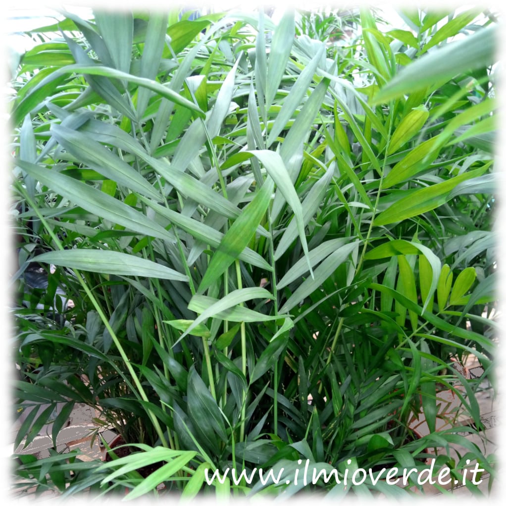 Fogliame verde brillante di Areca in primo piano, con foglie lunghe e sottili che formano una corona elegante.