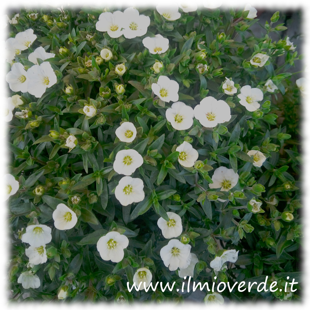 Fiore di Arenaria montana, con petali bianchi e centro giallo.