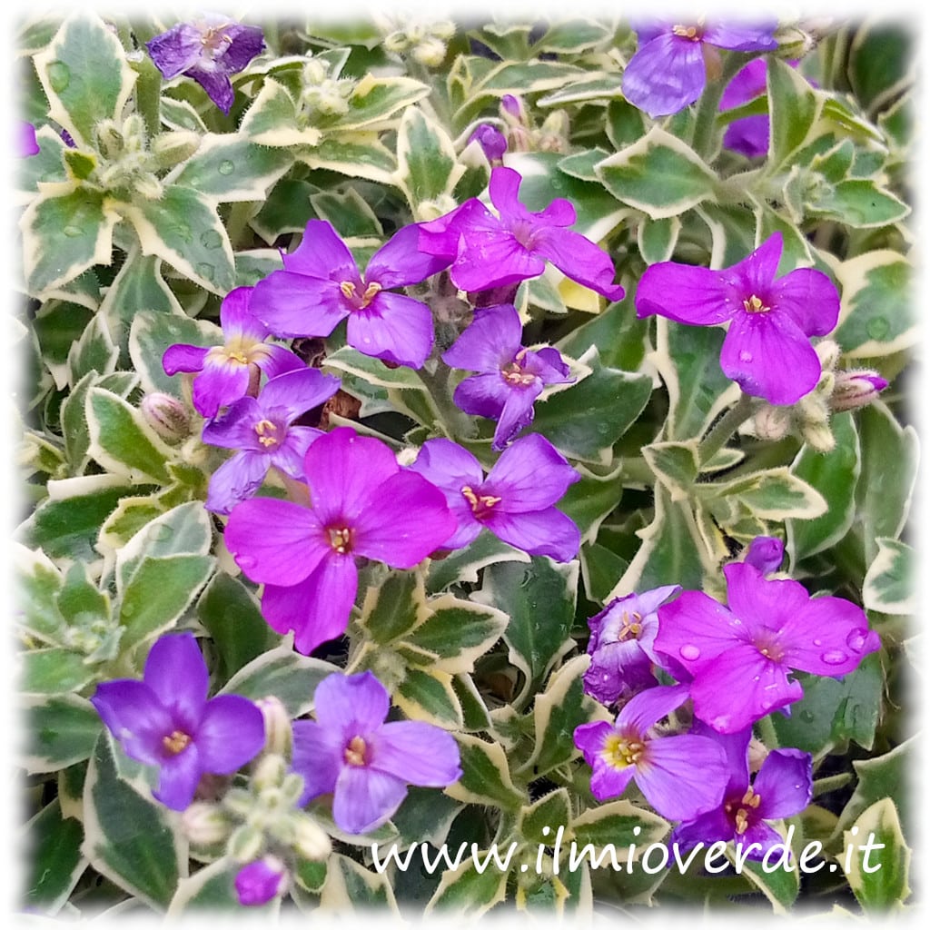 Fiori viola di Aubrieta “Dr Mules Variegated” in piena fioritura primaverile