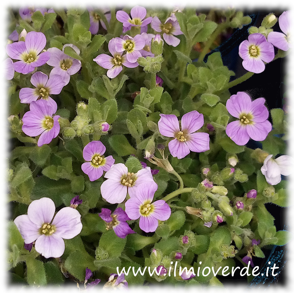 Fioritura di Aubrieta spp. con corolle violetto tenue su sfondo di fogliame fitto.