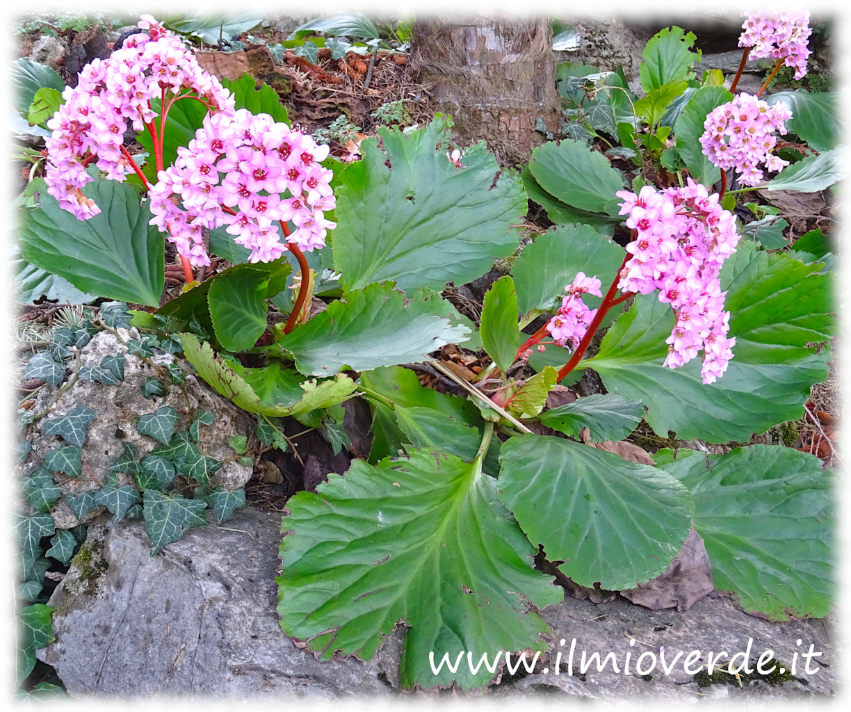 Gruppo di Bergenie rosa in fioritura, su terreno leggermente roccioso.